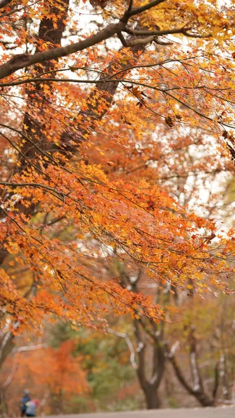 Прекрасний Осінній Пейзаж Лісі Барвистими Листям Повними Дерев — стокове фото