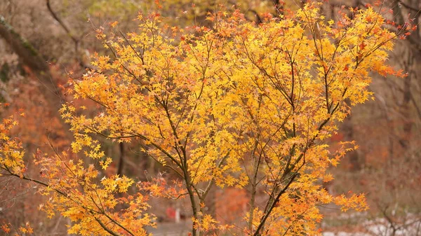 Piękny Jesienny Krajobraz Lesie Kolorowymi Liśćmi Pełnymi Drzew — Zdjęcie stockowe