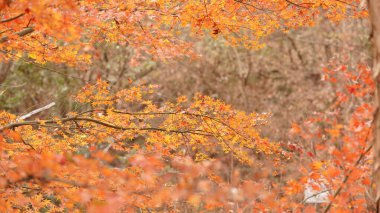 Ağaçlarla dolu renkli yapraklarla ormandaki güzel sonbahar manzarası.