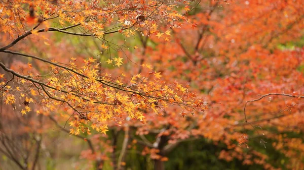 Bela Paisagem Outono Floresta Com Folhas Coloridas Cheias Das Árvores — Fotografia de Stock