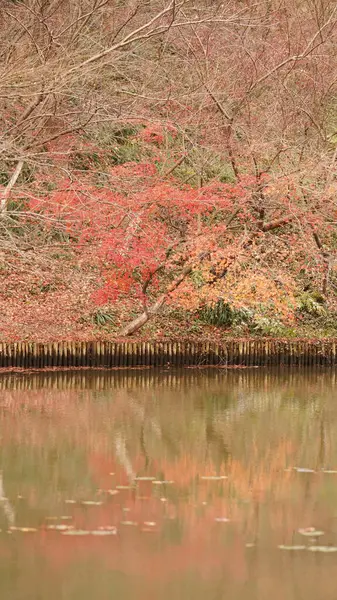Beau Paysage Automne Dans Forêt Avec Les Feuilles Colorées Pleines — Photo