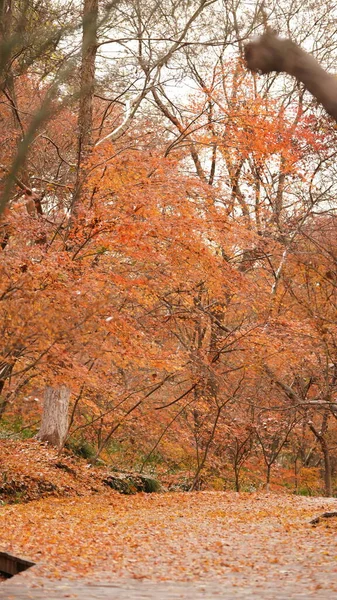 Het Prachtige Herfstlandschap Het Bos Met Kleurrijke Bladeren Vol Bomen — Stockfoto