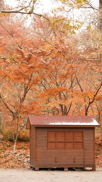 Het Prachtige Herfstlandschap Het Bos Met Kleurrijke Bladeren Vol Bomen — Stockfoto