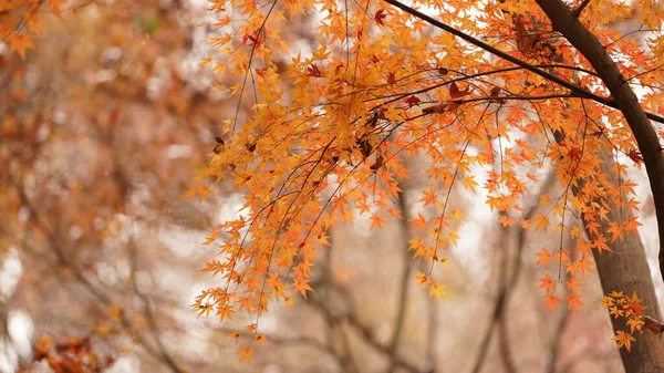 Прекрасний Осінній Пейзаж Лісі Барвистими Листям Повними Дерев — стокове фото
