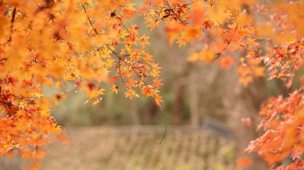 Vista Outono Colorido Com Belas Folhas Outono Nas Árvores Floresta — Fotografia de Stock