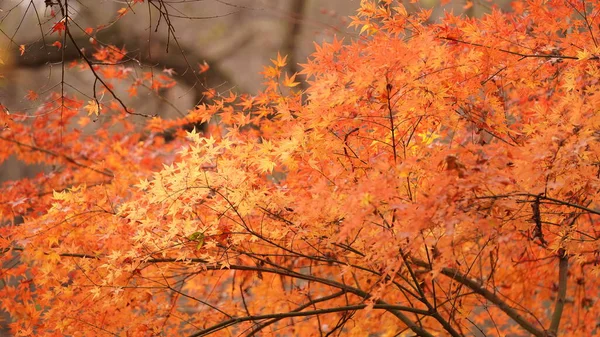 Het Kleurrijke Herfstzicht Met Prachtige Herfstbladeren Aan Bomen Het Bos — Stockfoto