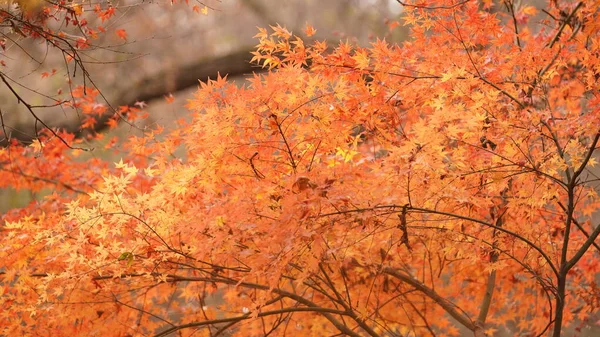 Барвистий Осінній Вид Красивим Осіннім Листям Деревах Лісі Восени — стокове фото
