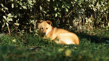 Vahşi sarı bir köpek çimlerin üzerinde uyuyor. Öğleden sonra güneş ışığında.