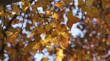 Ormandaki ağaçların üzerinde renkli sonbahar yapraklarıyla güzel sonbahar manzarası.