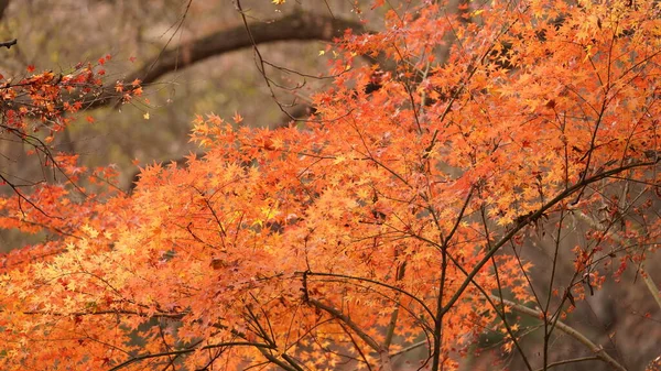 Vista Outono Colorido Com Belas Folhas Outono Nas Árvores Floresta — Fotografia de Stock