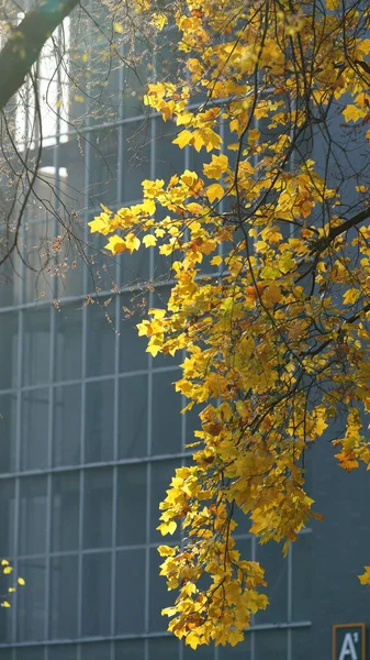 Der Farbenfrohe Herbstblick Mit Den Schönen Herbstblättern Den Bäumen Wald — Stockfoto