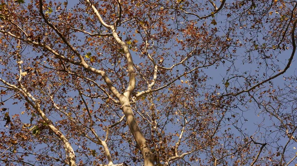 Vista Outono Colorido Com Belas Folhas Outono Nas Árvores Floresta — Fotografia de Stock