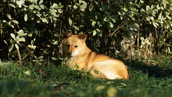 Cão Amarelo Selvagem Dormindo Terra Grama Sob Luz Sol Tarde — Fotografia de Stock