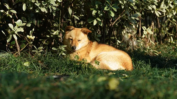 Ένα Άγριο Κίτρινο Σκυλί Κοιμάται Στο Γρασίδι Κάτω Από Απογευματινό — Φωτογραφία Αρχείου
