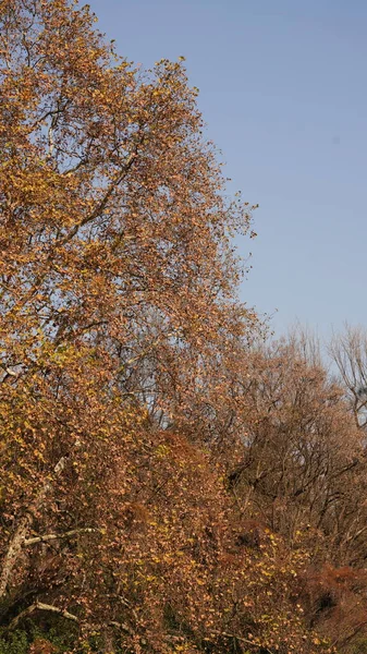 Színes Őszi Kilátás Gyönyörű Őszi Levelek Fák Erdőben Ősszel — Stock Fotó