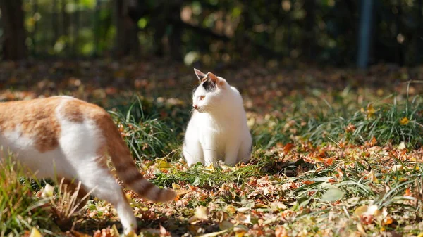 Gato Selvagem Bonito Brincando Jardim Com Luz Solar Quente — Fotografia de Stock