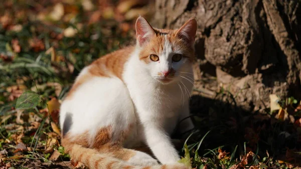 햇살을 받으며 정원에서 귀여운 고양이 — 스톡 사진