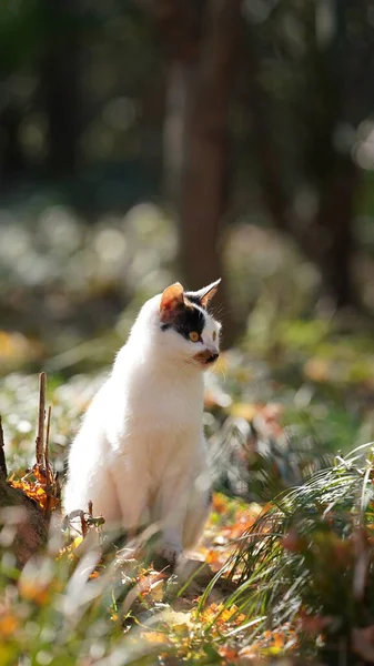 暖かい日差しと庭で遊ぶかわいい野生の猫 — ストック写真