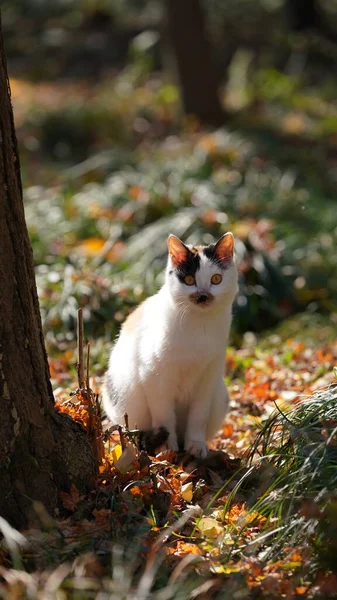 Lindo Gato Salvaje Jugando Jardín Con Cálida Luz Del Sol —  Fotos de Stock