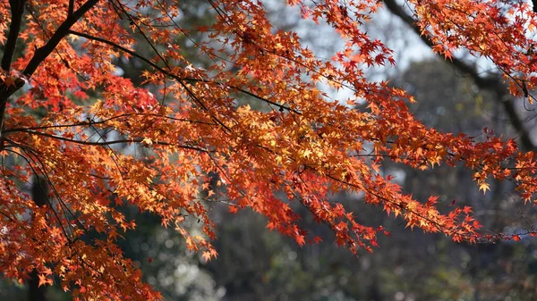 Ormandaki Ağaçların Üzerinde Renkli Sonbahar Yapraklarıyla Güzel Sonbahar Manzarası — Stok fotoğraf