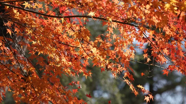 Het Prachtige Herfstlandschap Met Kleurrijke Herfstbladeren Aan Bomen Het Bos — Stockfoto