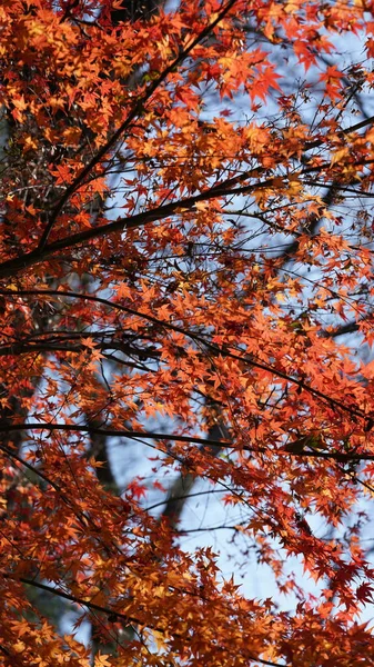 森の木々の上には色とりどりの紅葉が美しい秋の風景 — ストック写真