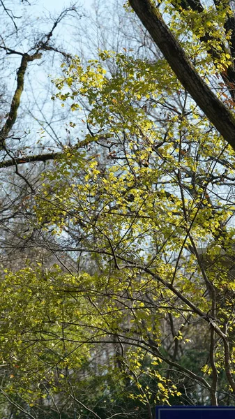 Det Vackra Höstlandskapet Med Färgglada Höstlöv Träden Skogen — Stockfoto