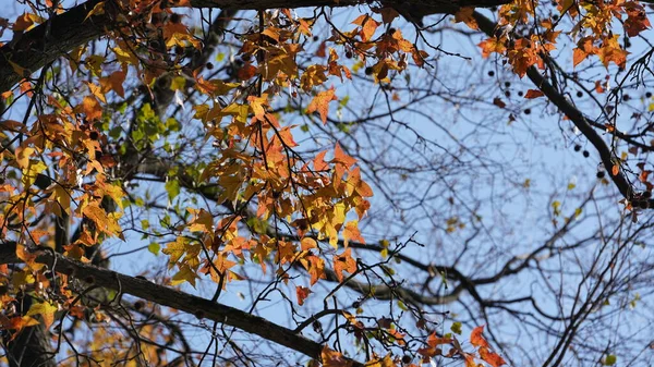 Bela Paisagem Outono Com Folhas Coloridas Outono Nas Árvores Floresta — Fotografia de Stock