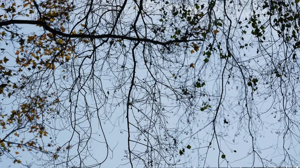 美丽的秋天风景与五彩缤纷的秋天树叶在森林里的树上 — 图库照片
