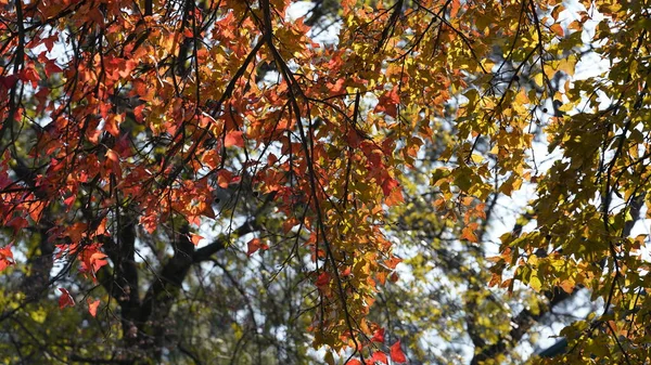 Прекрасний Осінній Пейзаж Барвистим Осіннім Листям Деревах Лісі — стокове фото