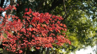Sonbaharda ormandaki ağaçlarla dolu renkli yapraklarla dolu güzel sonbahar manzarası.