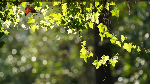 Die Grüne Schlingpflanze Die Nachmittag Mit Dem Sonnenlicht Der Wand — Stockfoto