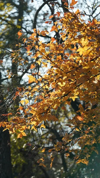 Het Prachtige Herfstlandschap Met Kleurrijke Bladeren Vol Bomen Het Bos — Stockfoto