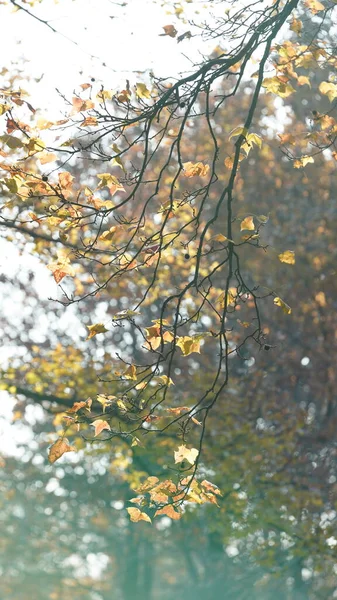 Piękny Jesienny Krajobraz Kolorowymi Liśćmi Pełnymi Drzew Lesie Jesienią — Zdjęcie stockowe