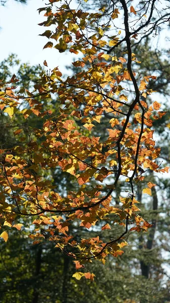 Όμορφο Φθινοπωρινό Τοπίο Πολύχρωμα Φύλλα Γεμάτα Δέντρα Στο Δάσος Φθινόπωρο — Φωτογραφία Αρχείου