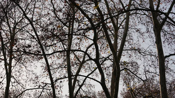 Bela Paisagem Outono Com Folhas Coloridas Cheias Árvores Floresta Outono — Fotografia de Stock