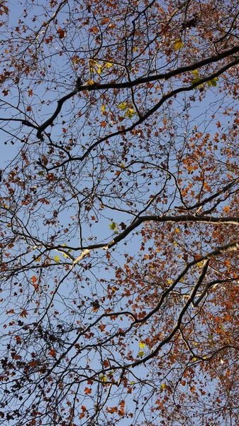 Krásná Podzimní Krajina Barevnými Listy Plnými Stromů Lese Podzim — Stock fotografie