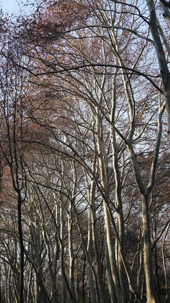 Прекрасний Вид Місто Осінь Барвистим Осіннім Листям Деревах Восени — стокове фото