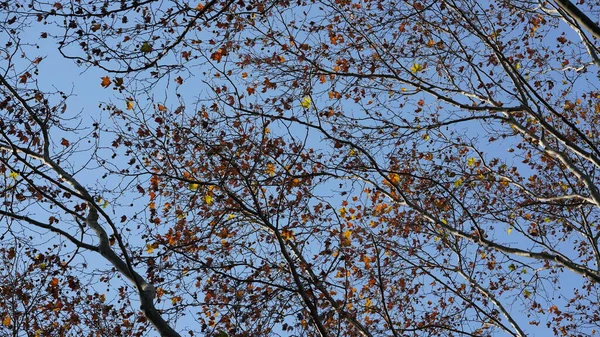 美丽的城市秋天的景色与五彩缤纷的秋天树叶映衬在树上 — 图库照片