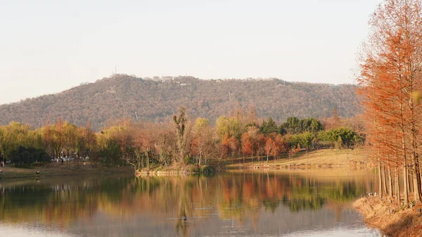 Bela Vista Floresta Outono Com Árvores Coloridas Reflexão Água Parque — Fotografia de Stock