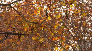 Sonbaharın rengarenk yapraklarıyla sonbahar manzaralı güzel şehir.