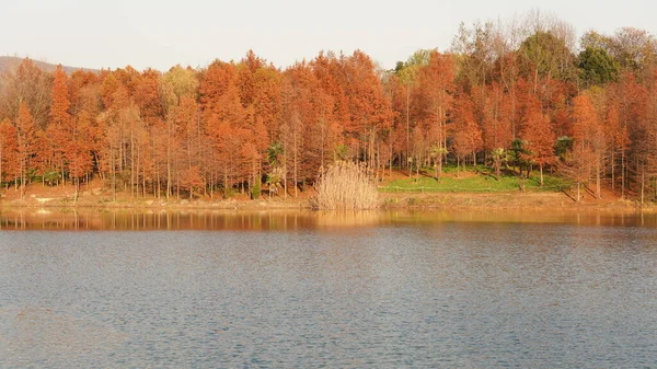 Bela Vista Floresta Outono Com Árvores Coloridas Reflexão Água Parque — Fotografia de Stock