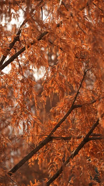 Belle Vue Automne Ville Avec Décoration Colorée Des Feuilles Automne — Photo