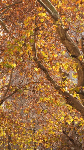 Bellissima Vista Autunnale Della Città Con Colorata Decorazione Delle Foglie — Foto Stock