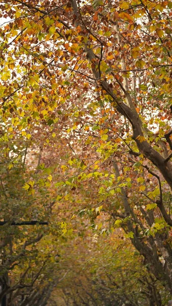 Bela Vista Outono Cidade Com Decoração Folhas Outono Colorido Outono — Fotografia de Stock