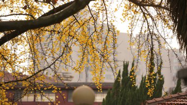 Sonbaharın rengarenk yapraklarıyla sonbahar manzaralı güzel şehir.