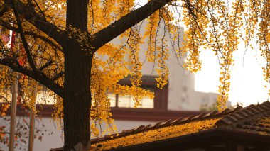 Sonbaharın rengarenk yapraklarıyla sonbahar manzaralı güzel şehir.