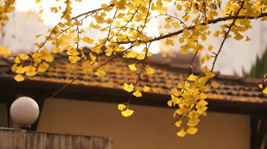 Sonbaharda ağaçlarda sarı sonbahar yapraklarıyla güzel bir sonbahar manzarası.