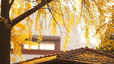 Sonbaharda ağaçlarda sarı sonbahar yapraklarıyla güzel bir sonbahar manzarası.