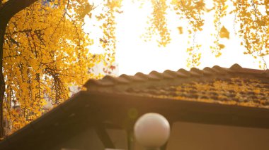 Sonbaharda ağaçlarda sarı sonbahar yapraklarıyla güzel bir sonbahar manzarası.